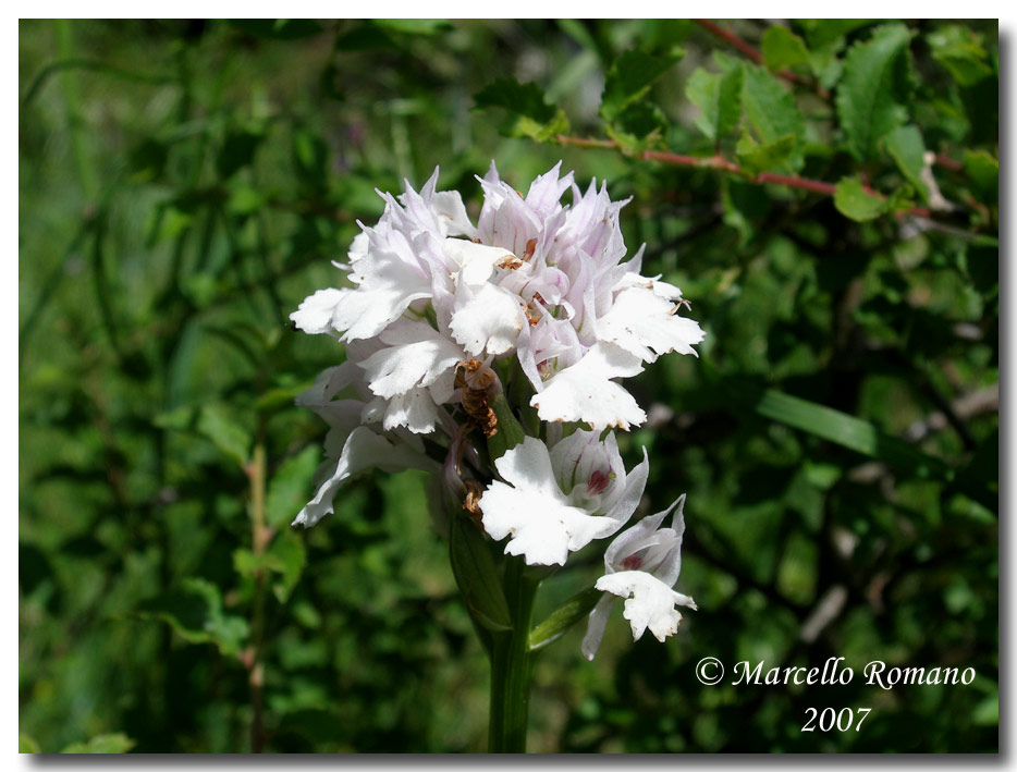 Neotinea tridentata (apocromia di ...)